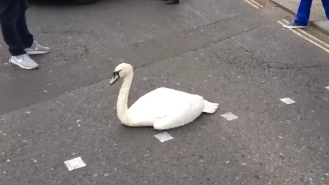 swan-1_e