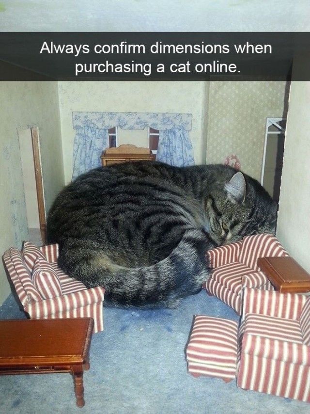 funnyanimals21_e
