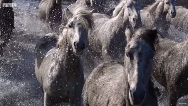 wildhorsed0_e