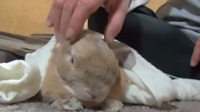 rabbit-2_e0