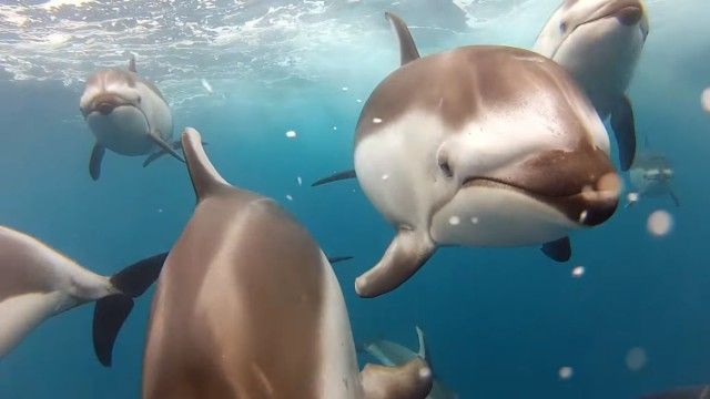 goprodolphin2_e