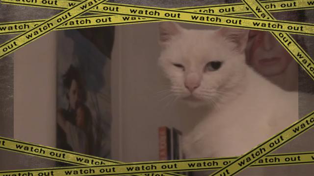 cat-wink [www-frame