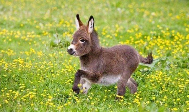 donkey0_e