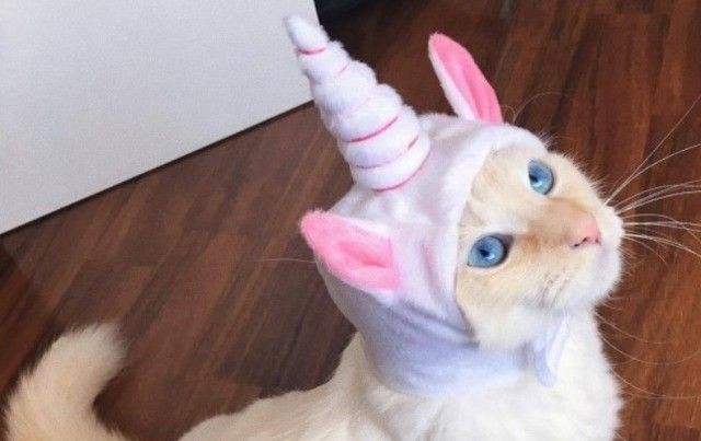 unicorn0_e