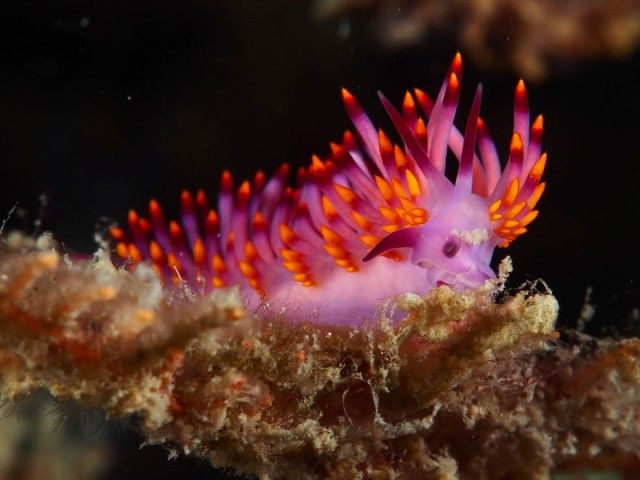 beautiful-unusual-sea-slugs-35__880_e