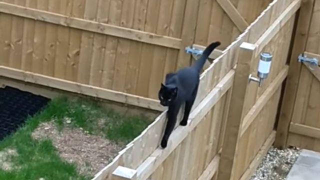 climbingcat4