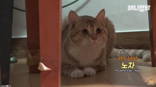catcctv10_e