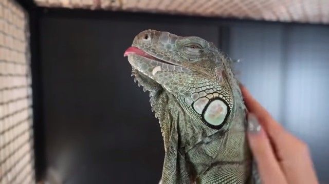 iguanabanana3_e