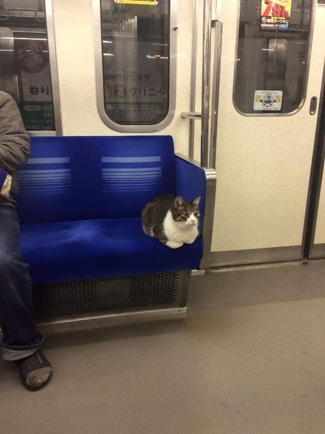 catloaf17_e