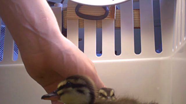 ducklings1