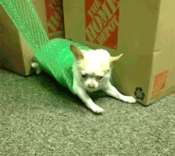 funnydogs_17