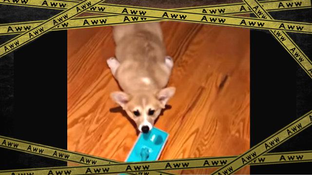 corgiswipe0-frame