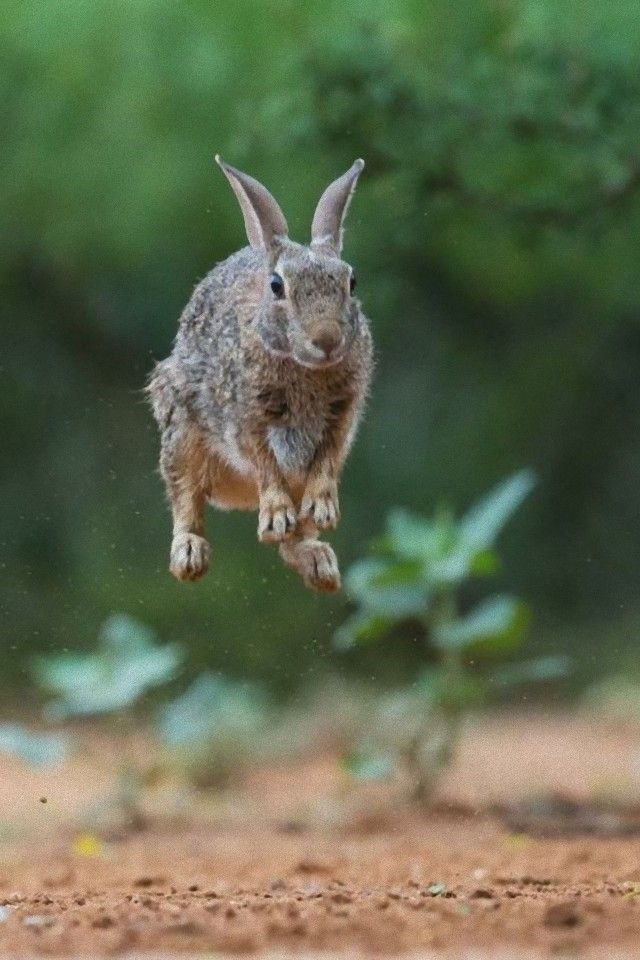 jump7_e