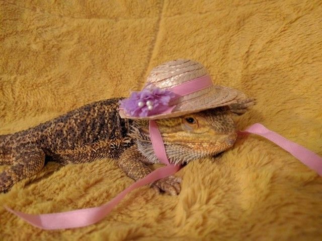 hat2_e