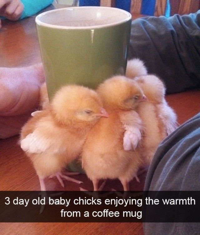 funnyanimals3_e