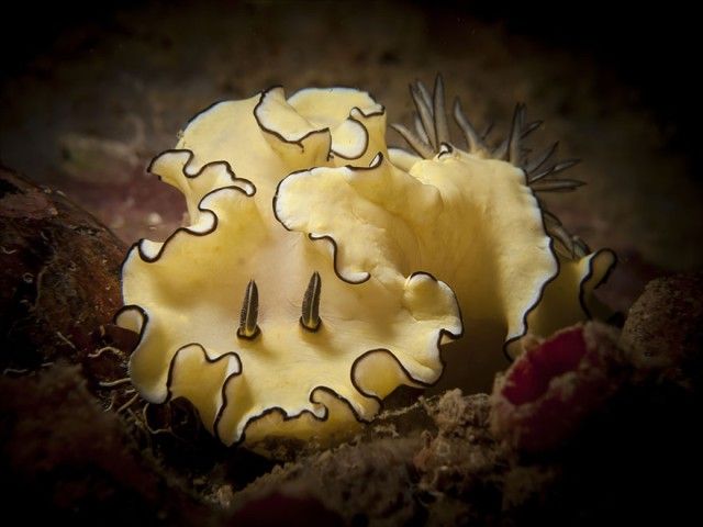 beautiful-unusual-sea-slugs-28__880_e