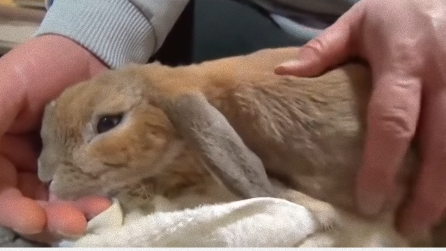 rabbit-1_e