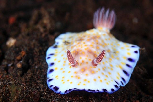 weird-sea-slug-photography-5__880_e