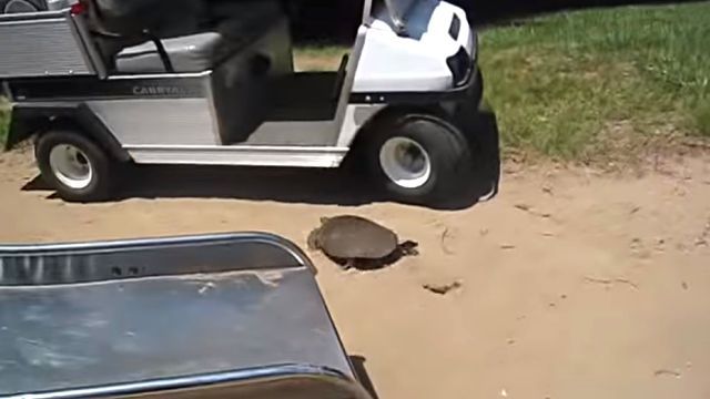 superfastturtle5