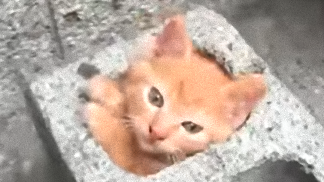 cat-2_e