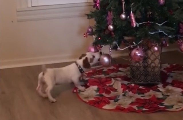holidaypets3_e