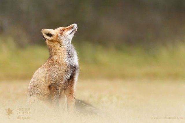 10_zenfox_mindful_fox-copy-5975b3404c779__700_e