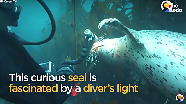 playingseal1