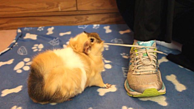 guineapig4