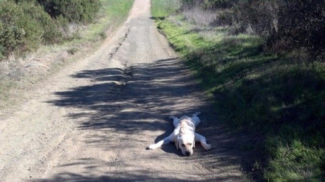 funnydogs_23_e