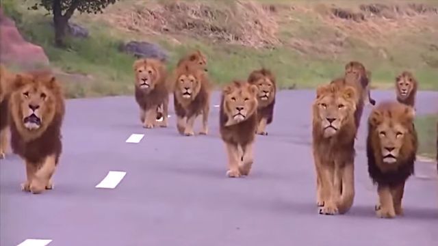 lions2