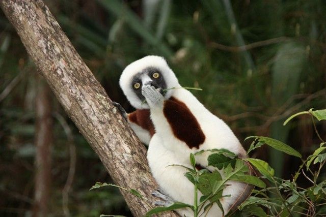 ComedyWildlifePhotoAwards2018 (11)