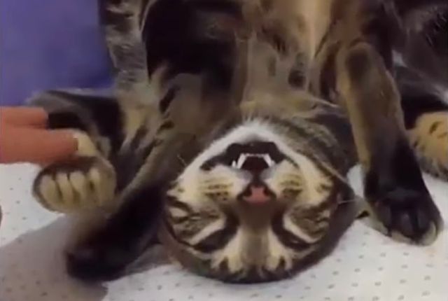 catcat7