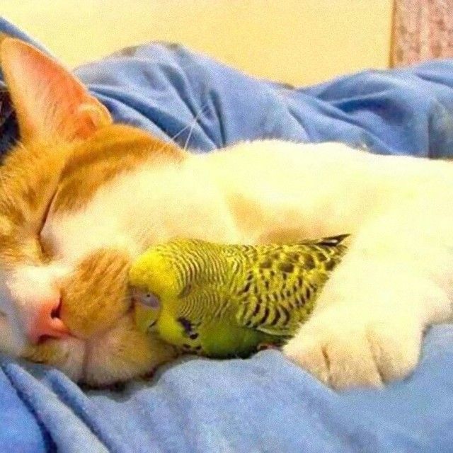 cuddle5_e