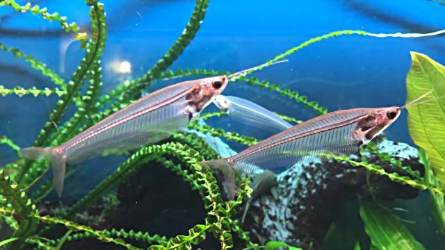 transparentfish2
