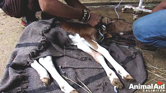 babycalf4