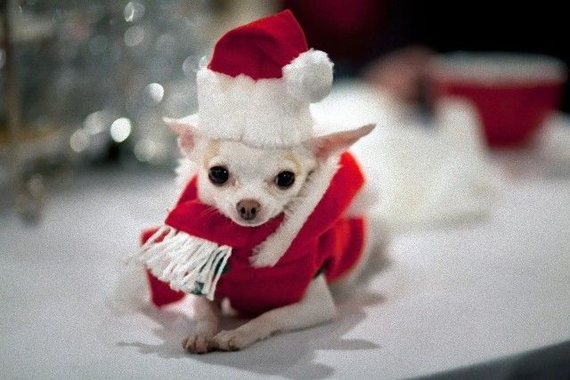 Cute-And-Small-Christmas-Animals-Fluffy-Christmas_e