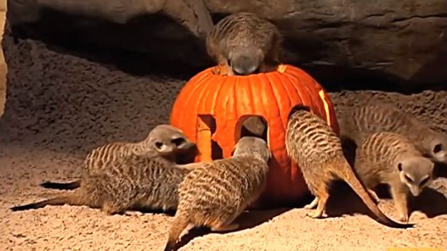 pumpkin4