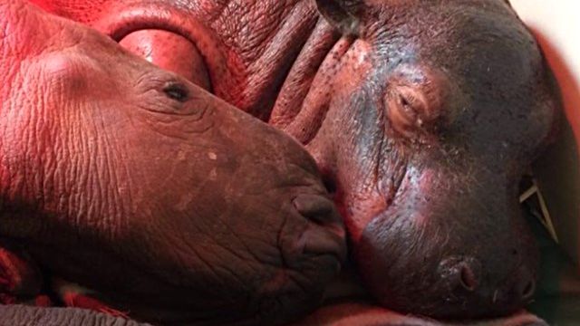 hipponrhino5_e
