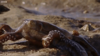 octopus-on-land-iloveimg-resized