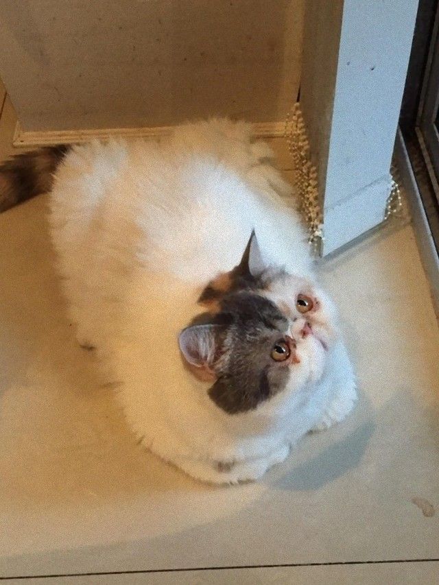 catloaf7_e