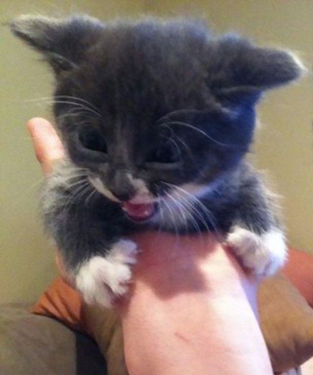 angry-kittens-106-591c15baf0eb2__700_e