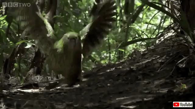 kakapo