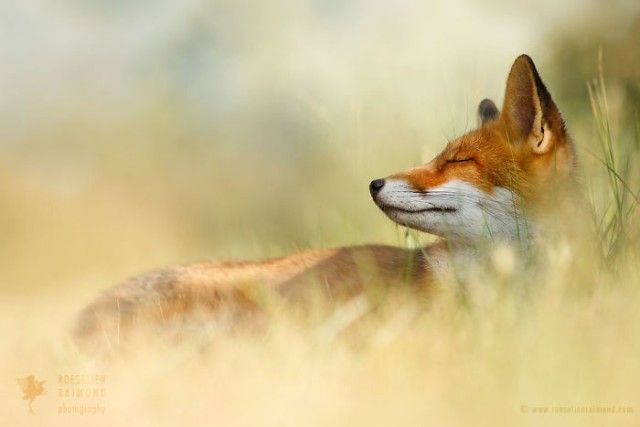 5_zenfox_zen_fox-copy-5975b33781ca8__700_e