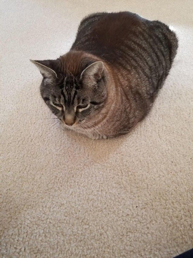 catloaf2_e