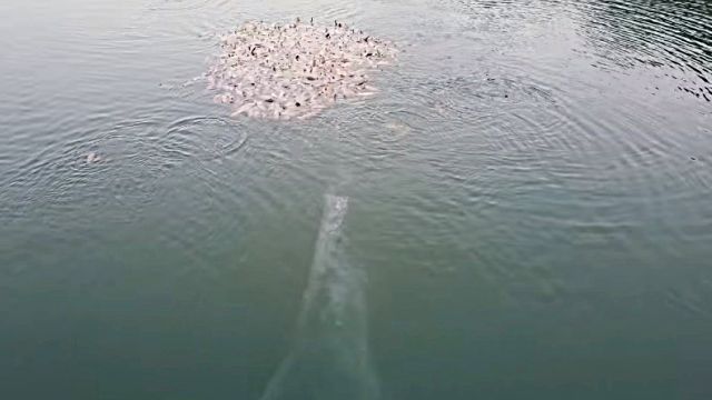 sealion1