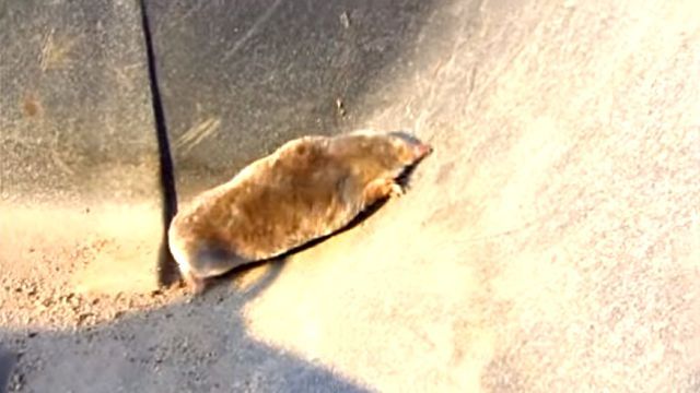 mole4