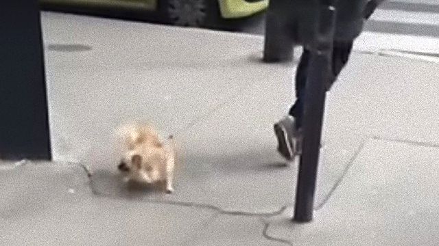 spinningdog1_e