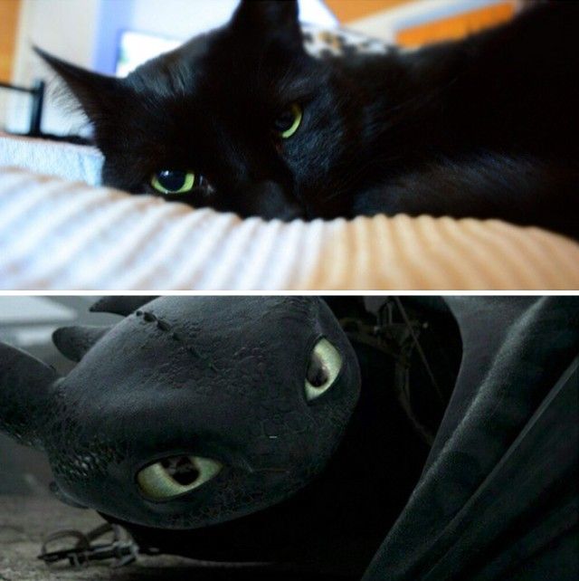 cats-toothless-lookalikes-37-57cec968bb901__700_e