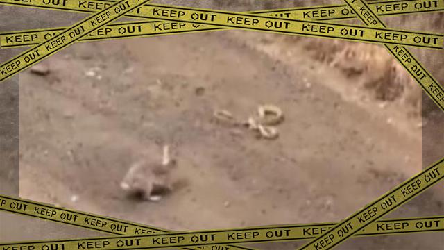 rabbitandsnake ok-frame