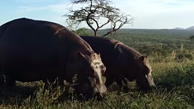 hipponrhino8_e